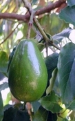 Avocado vruchtolie