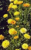 Calendula  maceraat