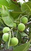 Calophyllum - Tamanu