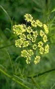 Galbanum India