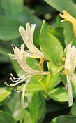 Kamperfoelie parfum olie