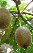 Kiwi extra parfum olie
