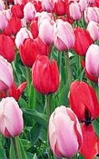 Tulp parfum olie