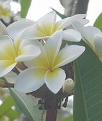 Frangipani absolue