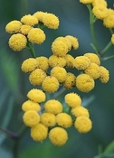 Blue Tansy India