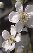 Neroli zuid-India
