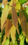 Kaneelblad eugenol
