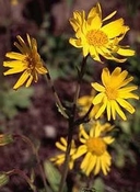Arnica tinktuur