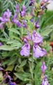 Borneol tinktuur