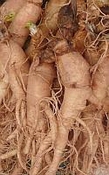 Ginseng tinktuur