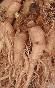 Ginseng  tinktuur