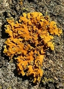 Lichen