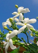 Attar Jasmin