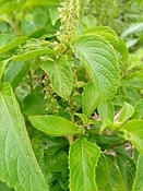 Basilicum hydrosol bio