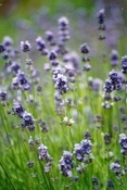 Lavendel  Nepal