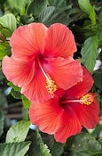 Hibiscus maceraat