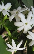 Jasmijn grandiflorum