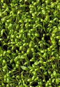 Tuinkers