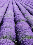 Lavendel Kavarna