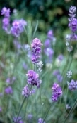 Lavendel  traditioneel