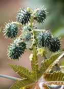 Ricinus Jamaica