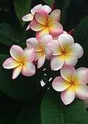 Frangipani parfum olie