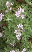 Geranium biologisch