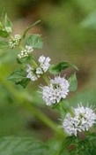 Akkermunt Bio