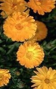 Calendula