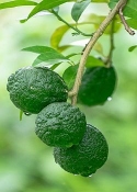 Limoen kaffir