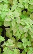 Patchouli Singapore