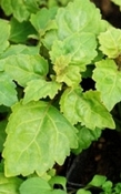Patchouli Maleisië