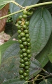 Peper Sri Lanka