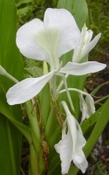 Hedychium bloem