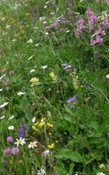 Hooibloemen natuurlijk