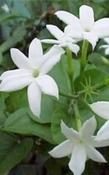 Jasmijn auriculatum
