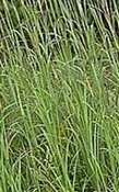 Jatamansi - Nardus Himalaya