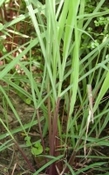 Citronella Himalaya