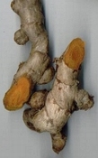 Curcuma  wortel
