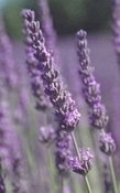 Lavandin abrialis