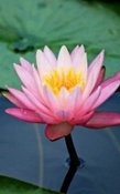 Lotus Rose