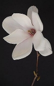 Magnolia natuurlijk
