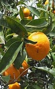 Sinaasappel Brazilië