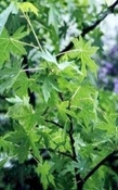 Styrax Syrië