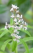 Verveine