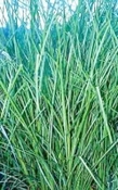 Vetiver  Haïti