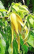 Ylang Ylang Philipijnen