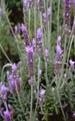 Lavendel hydrolaat