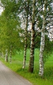 sauna concentraat Finse Berk