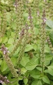 Basilicum Tulsi